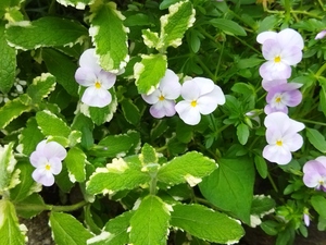 小さな花壇の花を少しずつ入れ替えます