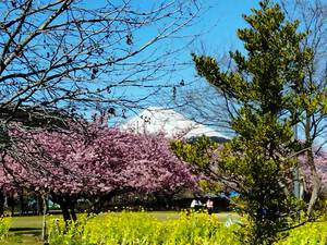富士山の日