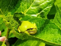 賑やかです