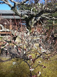梅まつり、開催します！