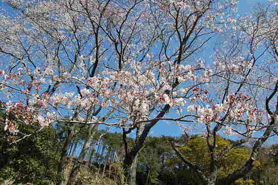 今咲きほこる～