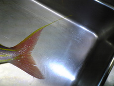 イトヨリ愚連隊