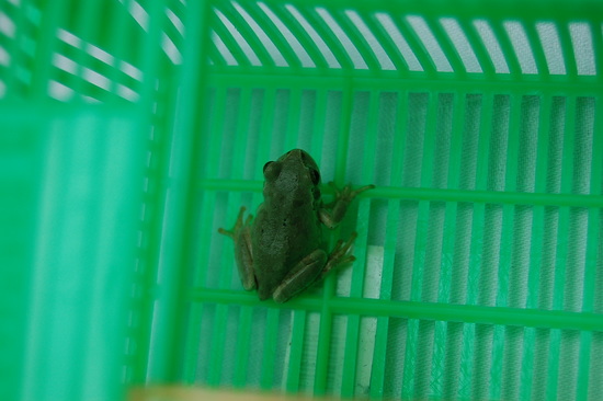 かえるさん登場＼(◎o◎)／！
