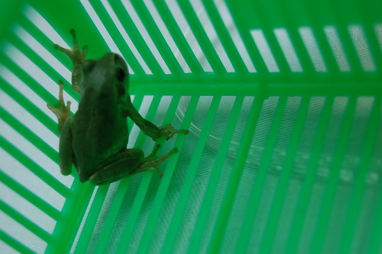 かえるさん登場＼(◎o◎)／！