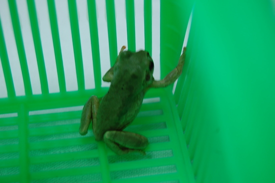 かえるさん登場＼(◎o◎)／！