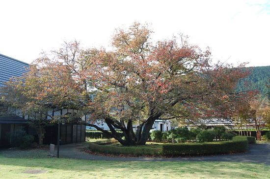 瑞泉郷の名物冬の桜