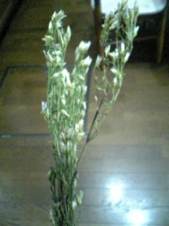 胃にいい薬草☆