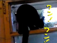 ネコを被った○○。