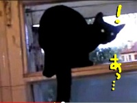 ネコを被った○○。