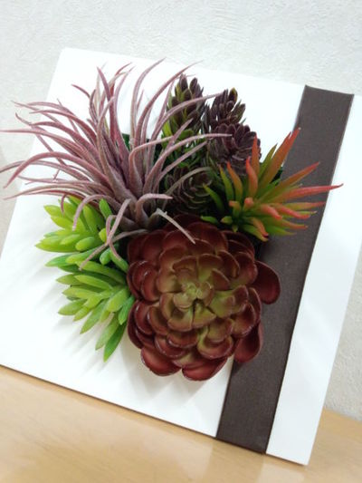 壁掛け多肉植物。