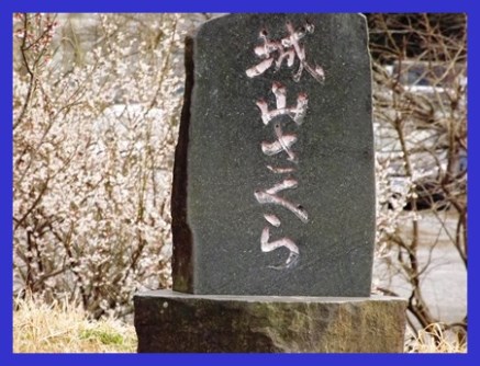 城山さくら開花状況