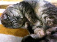 猫ランラン眠むそー
