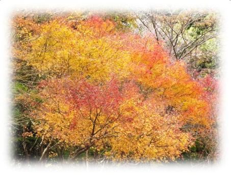 天城の紅葉は見頃★踊り子歩道清掃ハイク