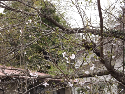 ★まばら咲きの桜★異常陽気の影響？