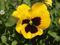 庭の花接写練習