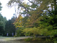 芝川町の紅葉？黄葉？