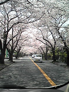 お花見