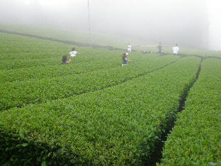 茶畑競争