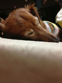 愛犬の独り言