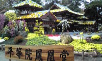 菊花展