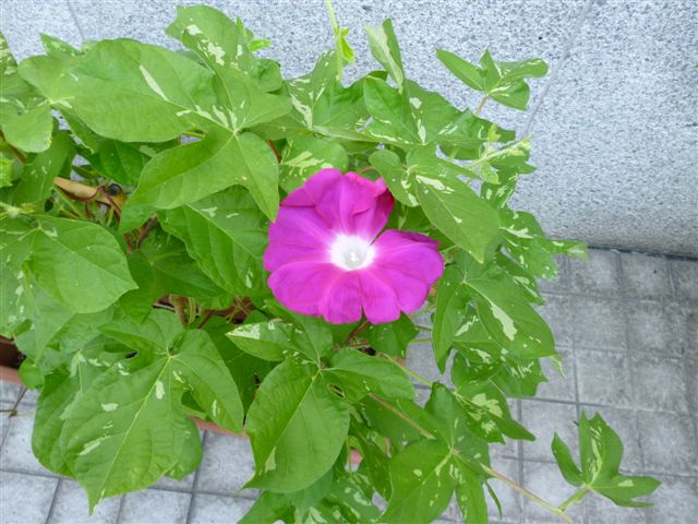 暁の紅