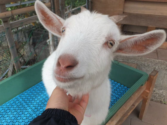 ありがたやありがたや