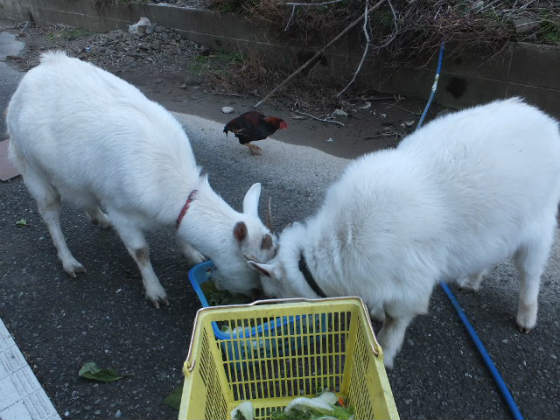 頭突きで牽制