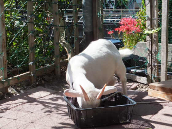 寝食いの全て
