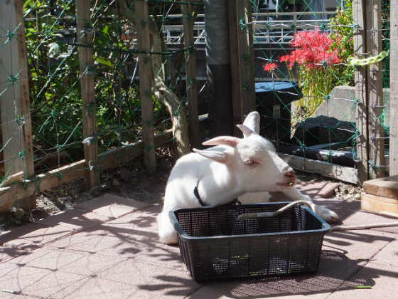 寝食いの全て