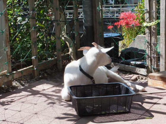 寝食いの全て