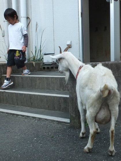 子ヤギは風の子