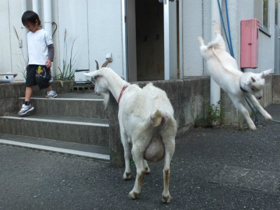 子ヤギは風の子