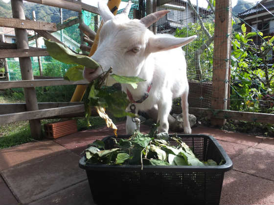寝食いの全て