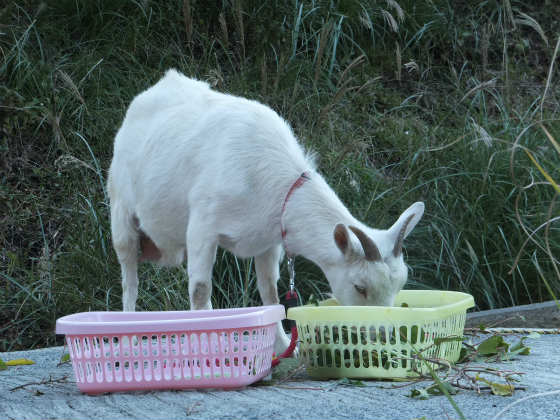 今更!?～三つ子ヤギの愛称～