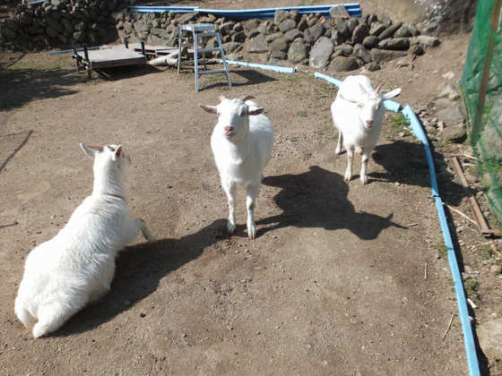 影の話