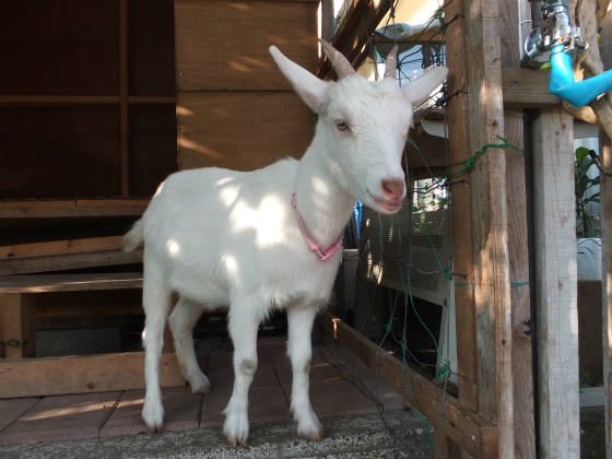 超ドアップ