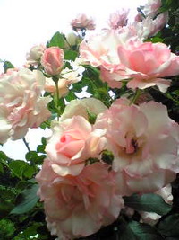 今日はお休み