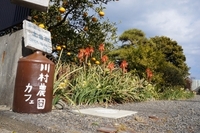 ＊川村農園へ復活しました＊