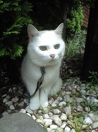 ねこだまし