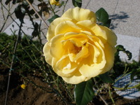秋薔薇と山茶花