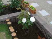 薔薇がとてもきれいです