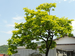 田植えの支度