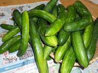 キュウリの佃煮★