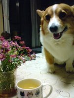 のんちゃん