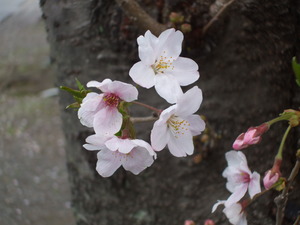 近所のＳＡＫＵＲＡ