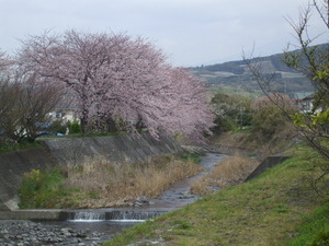 近所のＳＡＫＵＲＡ