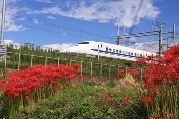 新幹線と彼岸花