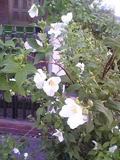 これってなんの花？教えて