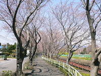 門池の桜　来週です。