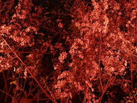 夜桜がきれいでした。